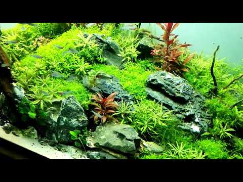 Hemigrammus rhodostomus ( 50pcs ) in planted aquarium