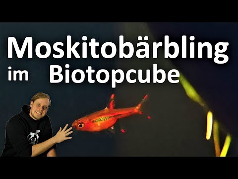 MINIFISCHE FÜR KLEINE AQUARIEN - Moskitobärbling im Biotopcube (Boraras brigittae)