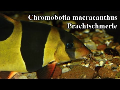 Prachtschmerle - Chromobotia macracanthus @ZOO Aquarium Thüringer Zoopark Erfurt