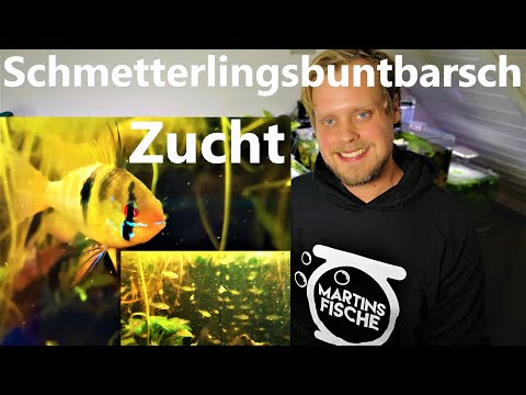 Schmetterlingsbuntbarsch - Zucht im Detail! Mikrogeophagus ramirezi