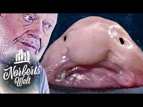 HÄSSLICHSTER Fisch?! | BLOBFISCH - Gibt es den wirklich? | NORBERTS WELT | Zoo Zajac
