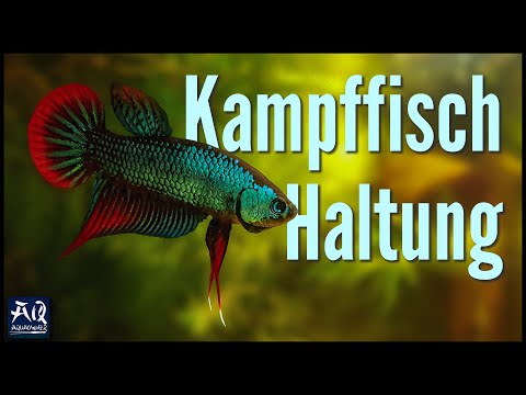 Kampffisch Haltung &amp; Pflege im Aquarium | AquaOwner