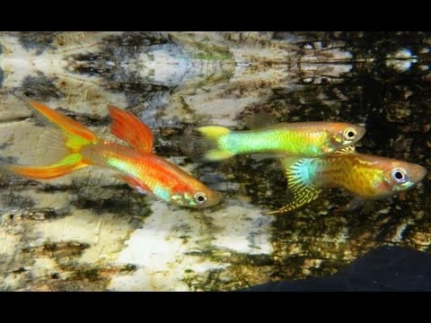 Der Guppy - Die Dokumentation, Haltung, Pflege, Zucht, Fütterung, Krankheiten, reticulata Guppys