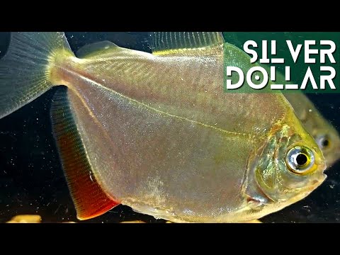 Everything You Need to Know About Silver Dollar Fish (Metynnis argenteus)
