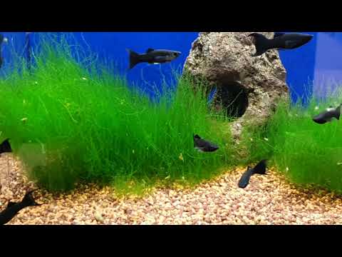 Black Mollys | Fische im Detail : Haltung, Pflege, Zucht und Vermehrung