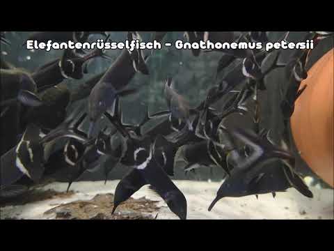 Elefantenrüsselfisch - Gnathonemus petersii
