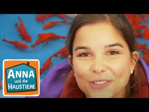 Goldfisch | Information für Kinder | Anna und die Haustiere