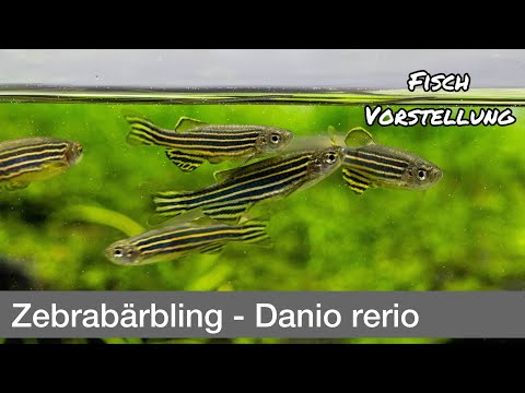 Zebrabärbling - Danio rerio | Liquid Nature Fisch Vorstellung