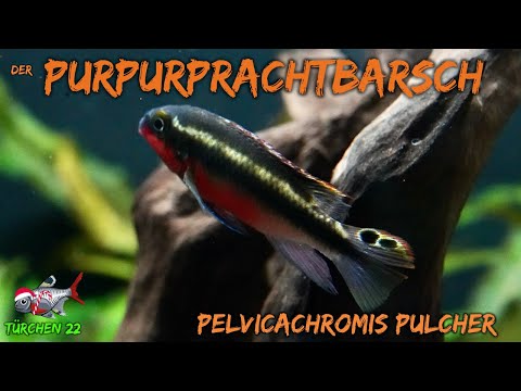 Der Purpurprachtbarsch - Pelvicachromis pulcher | ADVENTdicted! Adventskalender| Türchen 22