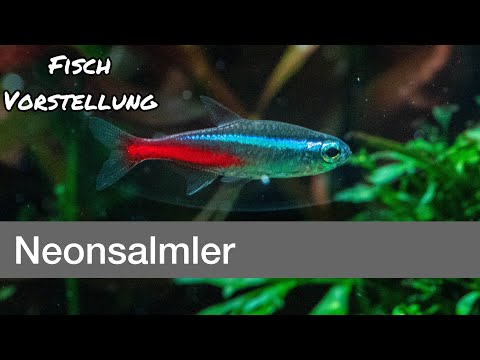 Neonsalmler - Paracheirodon innesi | Liquid Nature Fisch Vorstellung