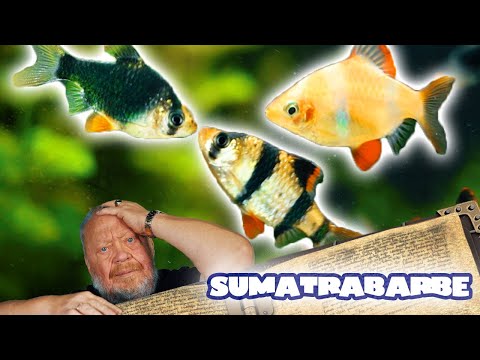 FARBE im AQUARIUM – SUMATRABARBE | FISCHENZYKLOPÄDIE | ZOO ZAJAC