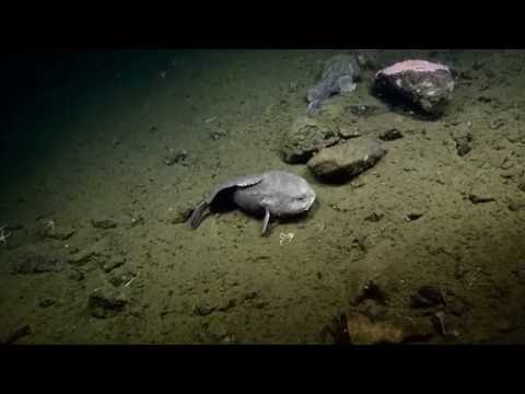 Western Blobfish, Psychrolutes occidentalis - The Australian Museum