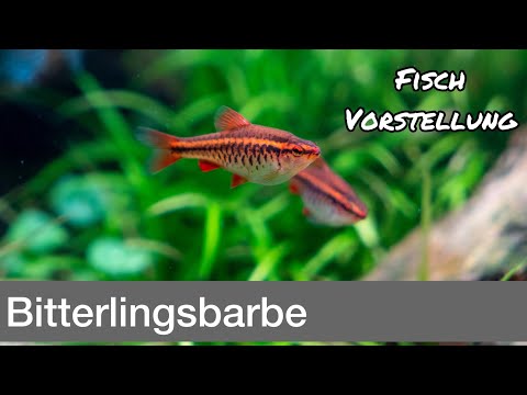 Bitterlingsbarbe - Puntius titteya | Liquid Nature Fisch Vorstellung