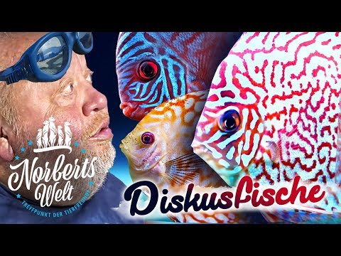 SO ein SENSIBELCHEN! | STORYTIME zum DISKUSFISCH Championat | NORBERTS WELT | Zoo Zajac