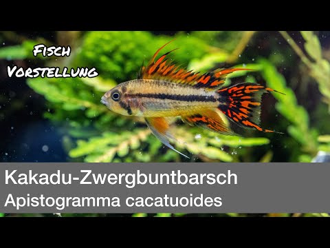 Kakadu-Zwergbuntbarsch (Apistogramma cacatuoides) | Liquid Nature Fisch Vorstellung