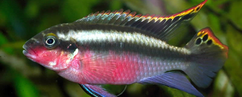 Pelvicachromis Pulcher, Purpurprachtbarsch