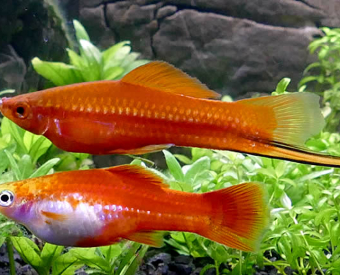 Xiphophorus Helleri, Schwertträger Fisch