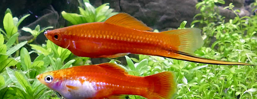 Xiphophorus Helleri, Schwertträger Fisch