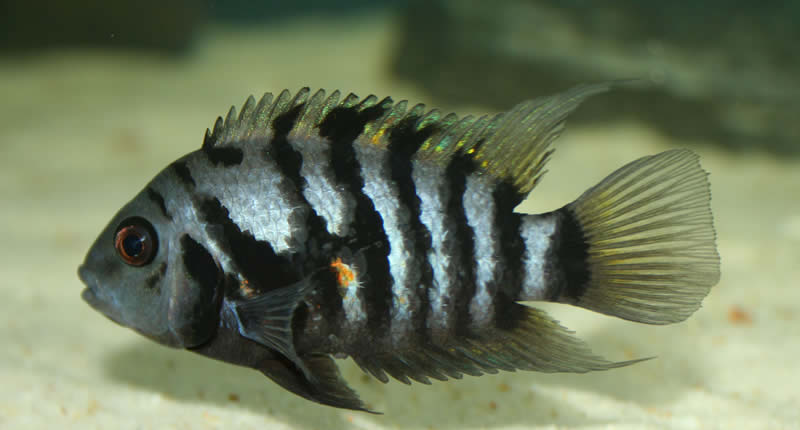Amatitlania nigrofasciata, kuriose Aquarienfische