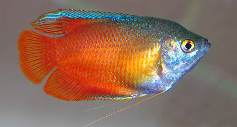 Trichogaster lalius, scheue Aquarienfische
