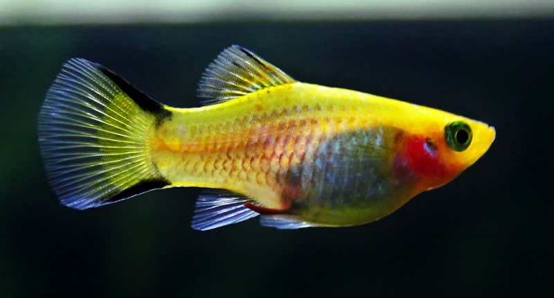 Xiphophorus maculatus, beliebte Aquarienfische