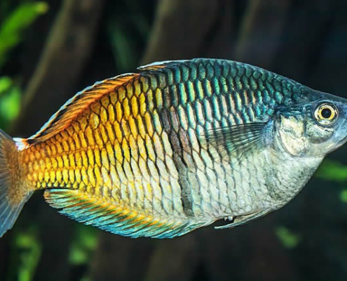 Regenbogenfische im Aquarium