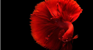 Roter Betta-Fisch