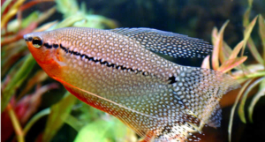 Trichogaster leerii, Mosaikfadenfisch