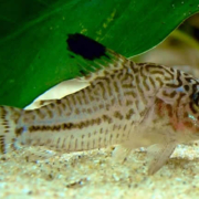 Corydoras Welse