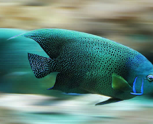 Fische im Aquarium füttern