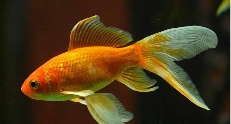 Goldfische als Haustiere