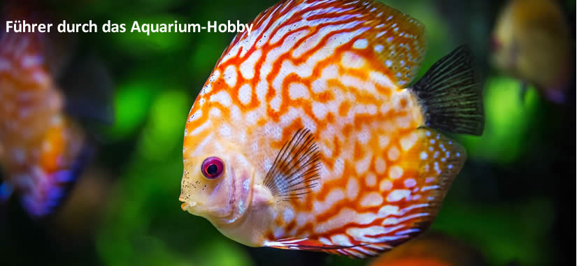 AquaRatgeber:
Führer durch das Aquarium-Hobby
