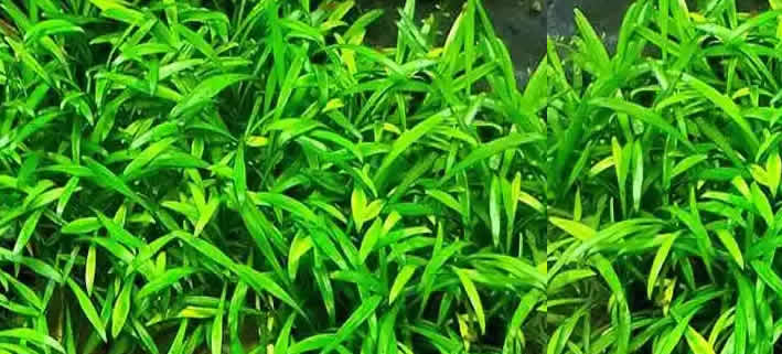 Cryptocoryne Parva