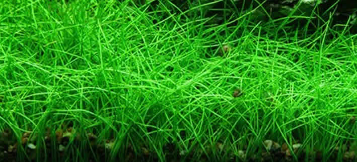 Eleocharis acicularis (Zwerg-Haarnadelgras)