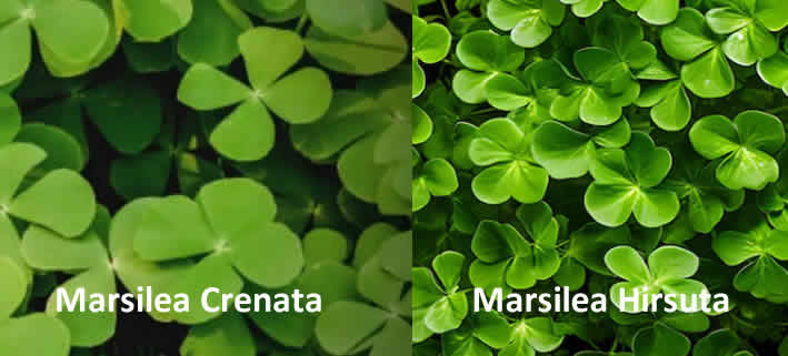 Marsilea Crenata