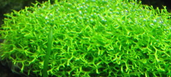 Riccia fluitans (Schwimmendes Lebermoos)