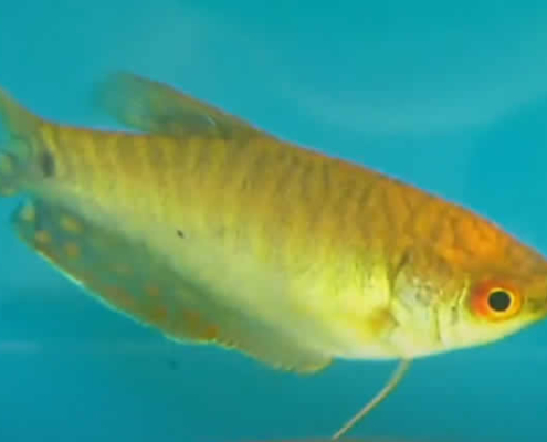 Goldener Fadenfisch (Trichopodus trichopterus)