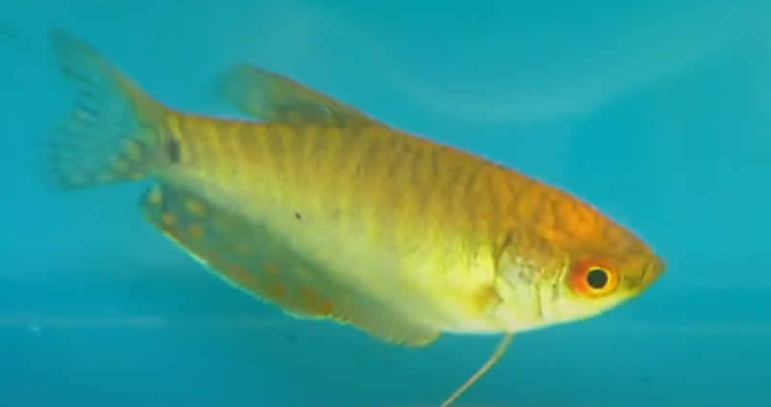 Goldener Fadenfisch (Trichopodus trichopterus)