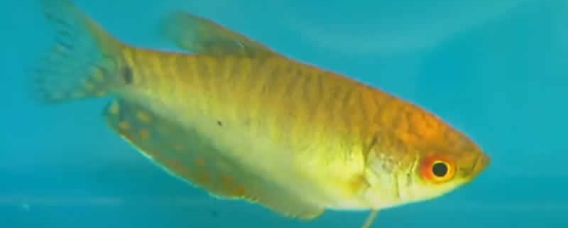 Goldener Fadenfisch (Trichopodus trichopterus)