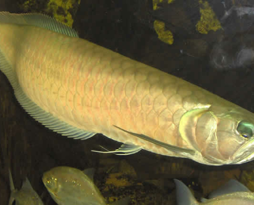 Silber-Arowana (Osteoglossum bicirrhosum) – Pflege, Haltung und Wissenswertes