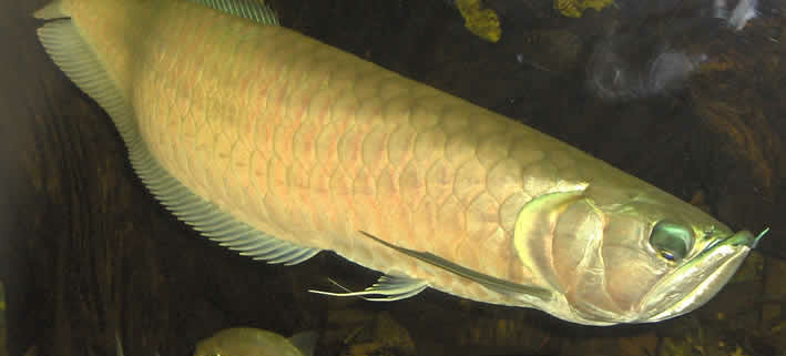 Silber-Arowana (Osteoglossum bicirrhosum) – Pflege, Haltung und Wissenswertes